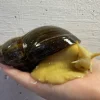 Krybdyr fra hele Verden achatina reticulata / Congosnegl XL