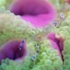 Saltvandsfisk Anemone (Entacmea quadricolor) Bright Green