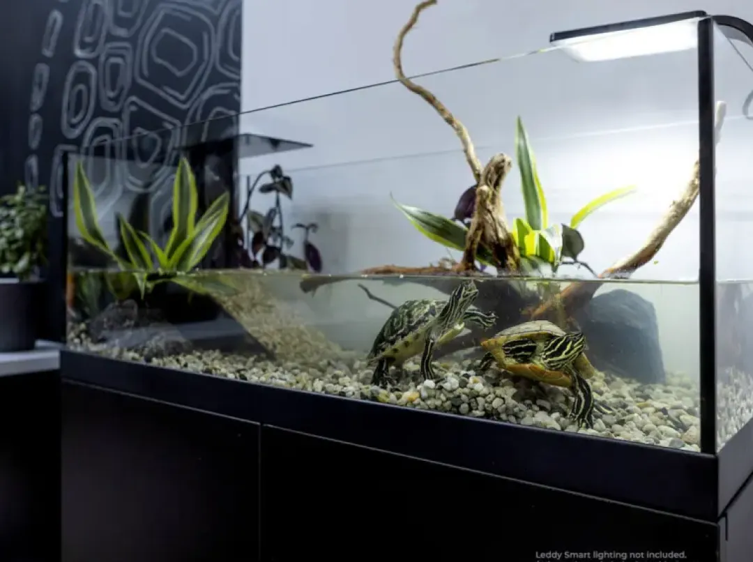 Repti Planet Aqua Terrarium 80x35x30,5 cm til Sumpskildpadder