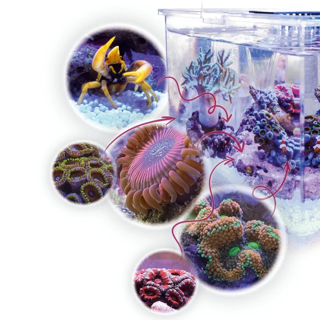 Aqua Medic Armatus XS Saltvandsakvarium med sump 4 Liter