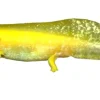 Akvariefisk Axolotl (Ambystoma Mexicanum Gold)- det evige larvestadie i akvariet