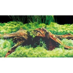 Hobby Baggrund til akvarium Beplantet og mos (50 cm høj) 100 cm