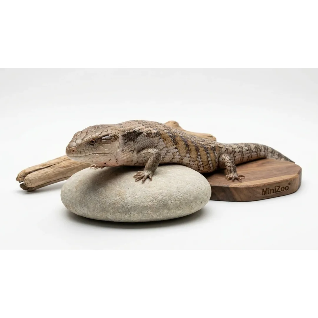 MiniZoo blåtunget skink (Tiliqua scincoides) voksen