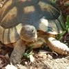 Krybdyr fra hele Verden Bredrandet Landskildpadde (Testudo marginata)