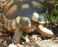 Krybdyr fra hele Verden Bredrandet Landskildpadde (Testudo marginata)