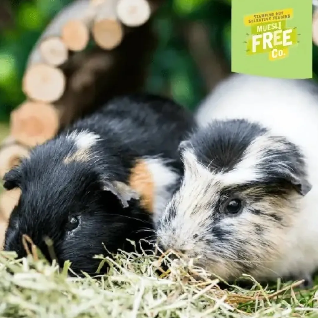 Burgess Excel Guinea Pig 3 kg - Højt fiberindhold med mint og C-vitamin