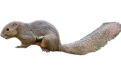 MiniZoo Callosciurus notatus plantain Egern