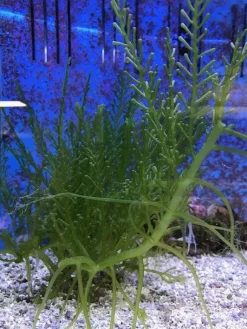Levende foder til Akvariefisk Caulerpa racemosa (alge til saltvand) Vindrue alge