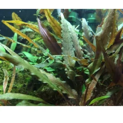 Tropica Akvarieplanter Cryptocoryne undulata Broad Leaf 1-2-GROW