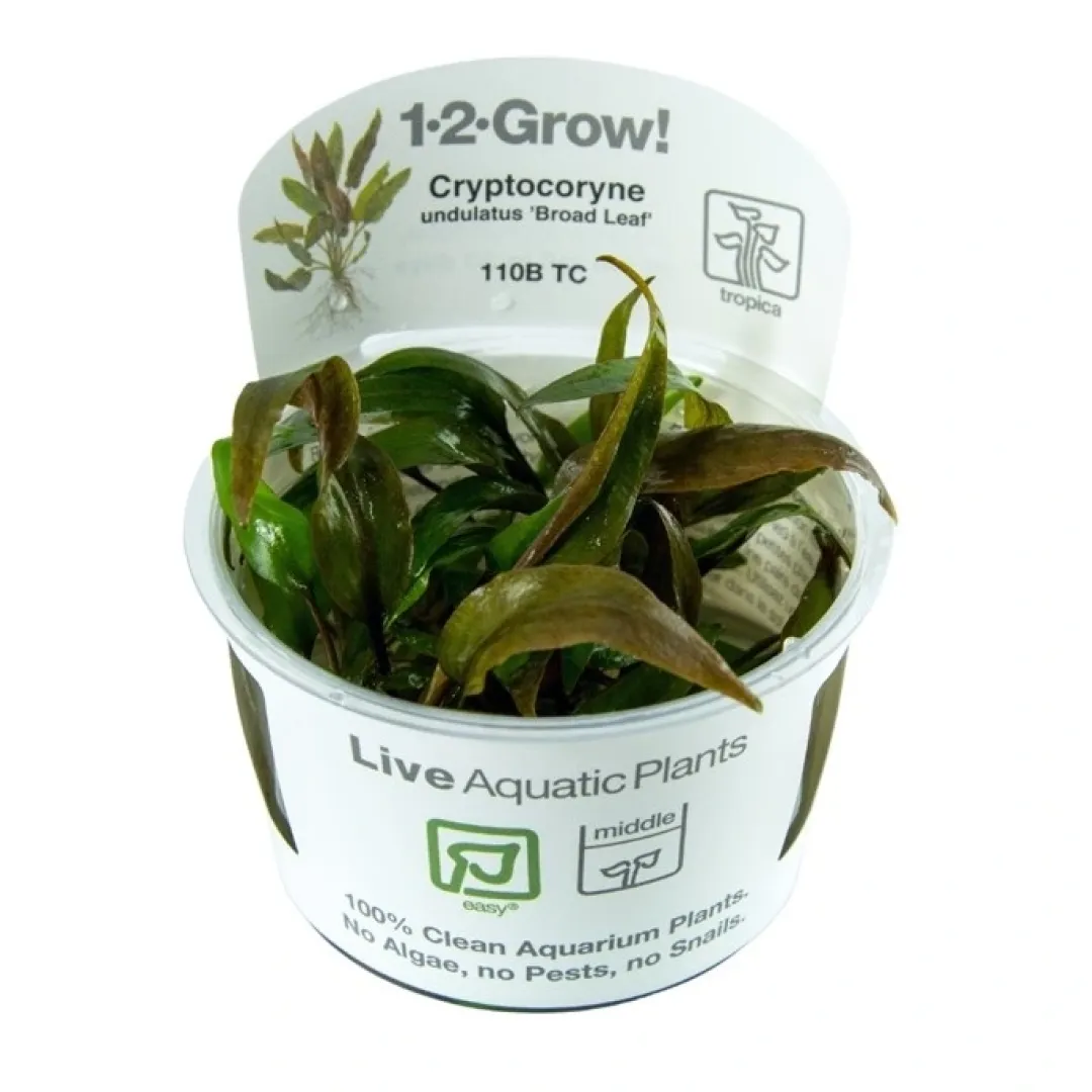 Tropica Akvarieplanter Cryptocoryne undulata Broad Leaf 1-2-GROW