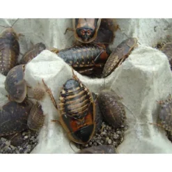 Foder til Krybdyr Dubia kakerlak 0,5 kg (blandet størrelser) Blaptica dubia