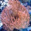 Saltvandsfisk Entacmaea Quadricolor Anemone