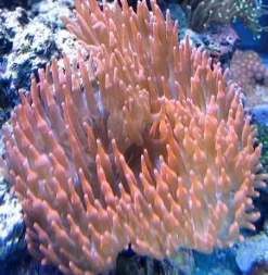 Saltvandsfisk Entacmaea Quadricolor Anemone
