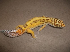 Krybdyr fra hele Verden Eublepharis macularius Bell albino Leopardgekko