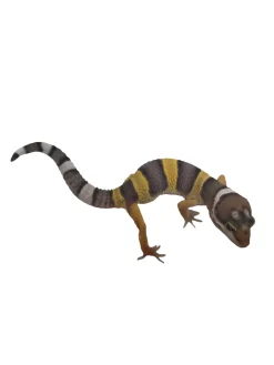 Krybdyr fra hele Verden Eublepharis macularius Designer Leopardgekko - small/unger