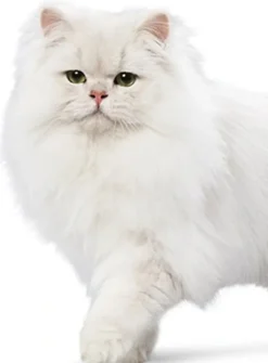 Ever Clean Kattegrus Ever Clean Multiple Cat Kattegrus 10 L