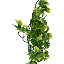 ExoTerra Exo Terra Amapallo medium