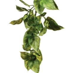 ExoTerra Exo Terra Amapallo medium