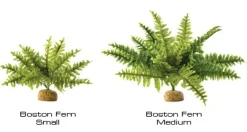 ExoTerra Exo Terra Boston Fern (medium)