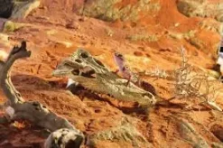 ExoTerra Exo Terra Krokodille kranie