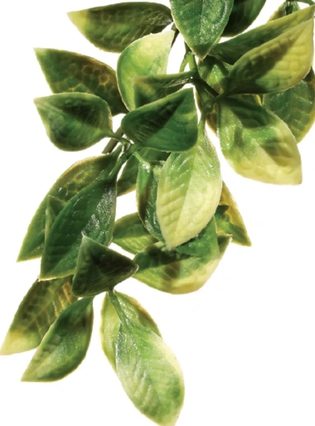 ExoTerra Exo Terra Mandarin lille