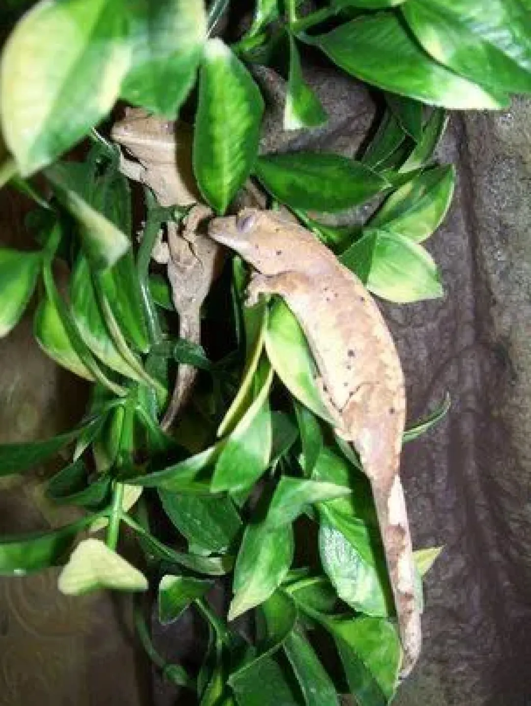 ExoTerra Exo Terra Mandarin lille