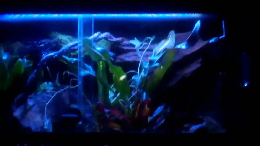 ExoTerra Exo Terra Night Glo 25 watt.