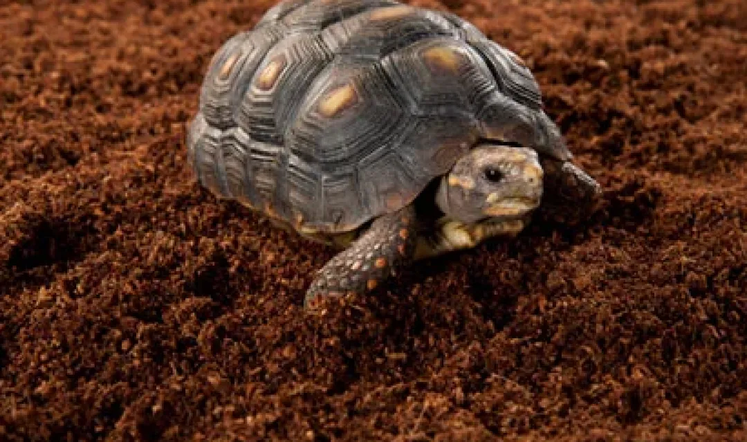 ExoTerra Exo Terra Plantation Soil 650 g