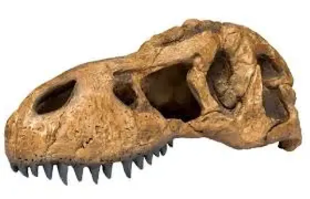 ExoTerra Exo Terra T-REX Kranie