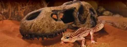 ExoTerra Exo Terra T-Rex kranie lille
