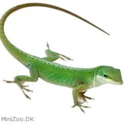 MiniZoo Feriepasning Anole pr påbegyndt uge