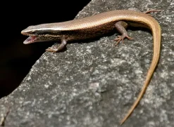 MiniZoo Feriepasning Skink pr påbegyndt uge