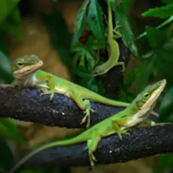 Krybdyr fra hele Verden Grøn Anole hun (Anolis carolinensis)