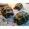 Krybdyr fra hele Verden Græsk landskildpadde (Testudo Hermanni)