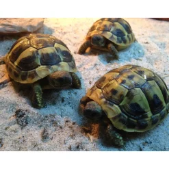Krybdyr fra hele Verden Græsk landskildpadde (Testudo Hermanni)
