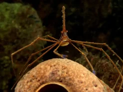 Saltvandsfisk Gullinieret pilekrabbe (Stenorhynchus seticornis)