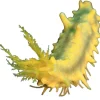 Saltvandsfisk Gul Sø-agurk (Colochirus robustus)