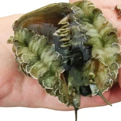 Saltvandsfisk Haliotis asinina Abalone 6-10 cm