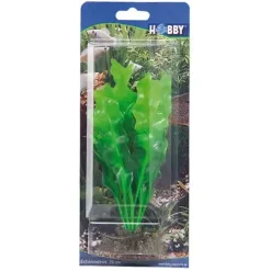 Hobby Echinodrus 20 cm