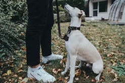 Hunter Aalborg Førerline til Hund Mørkebrun 16/100