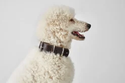 Hunter Aalborg 60 Special Mørkebrunt hundehalsbånd - 45-55 cm