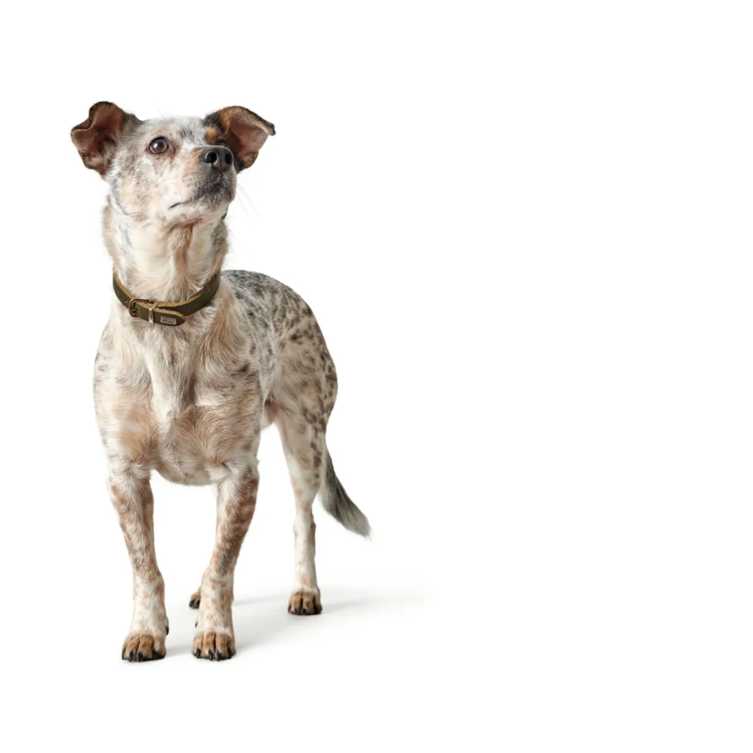 Hunter Aalborg Sport Oliven 32 hundehalsbånd - 24-29 cm