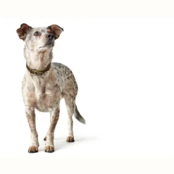 Hunter Aalborg Sport Oliven 37 hundehalsbånd - 28-33 cm