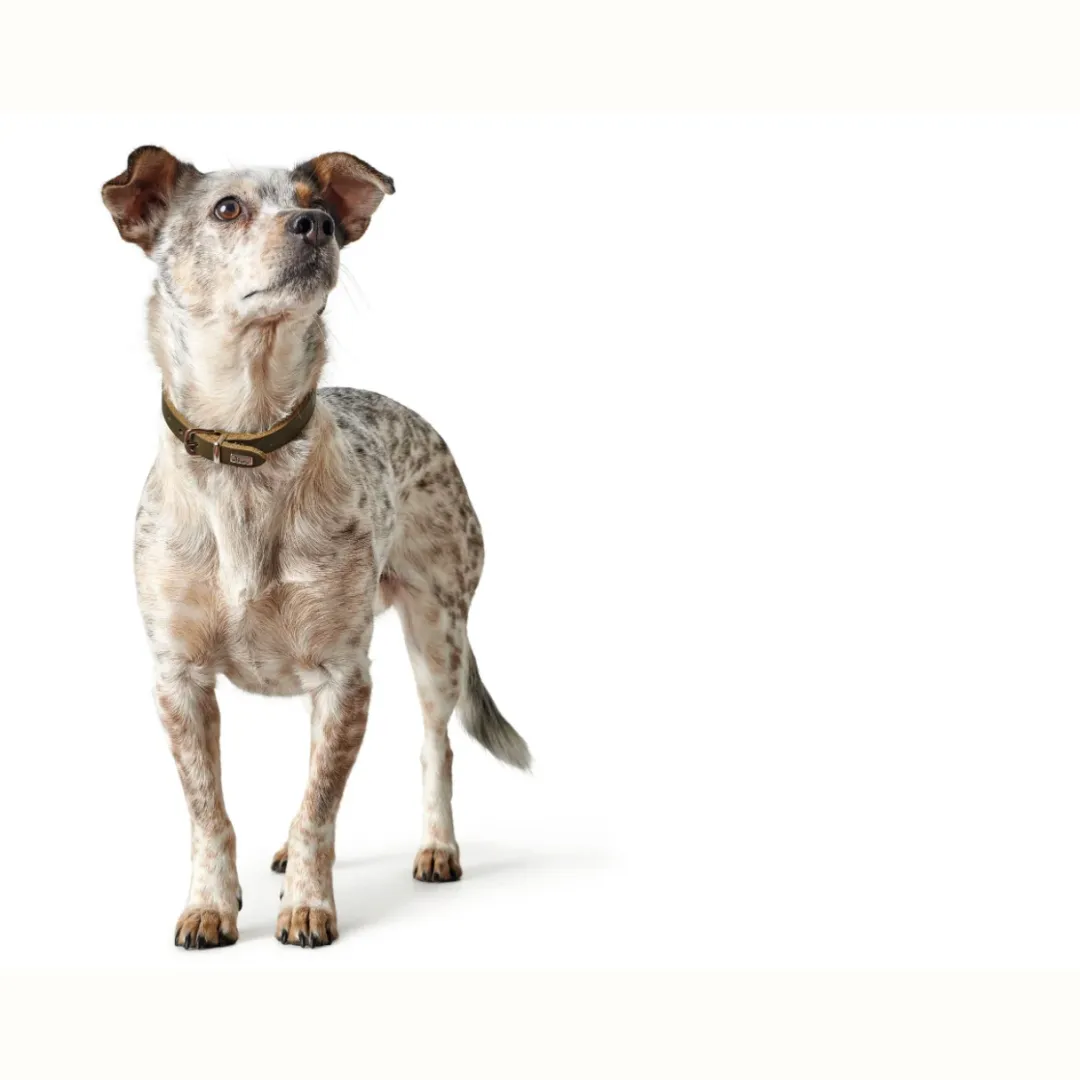 Hunter Aalborg Sport Oliven 37 hundehalsbånd - 28-33 cm