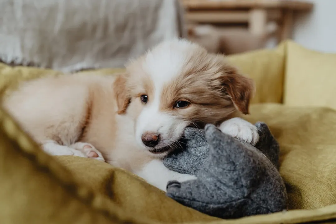 Hunter Eiby Elefant S - bamse til små hunde