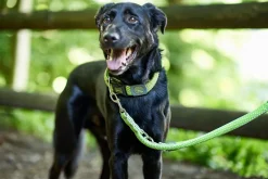 Hunter Hundesnor Hilo Lime 25/200