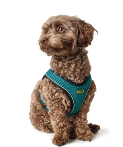 Hunter NY Hilo Comfort hundesele XXS turkis mave/bryst 31-33 cm - Ultralet komfort til små hunde