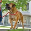 Hunter Retriever hundesnor Freestyle i sort 10 mm 120 cm