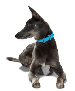 Hunter Softie hundehalsbånd 30 cm sort - 18-24 cm indstilling