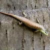 Krybdyr fra hele Verden Javan emerald Treeskink(Dasia olivacea)